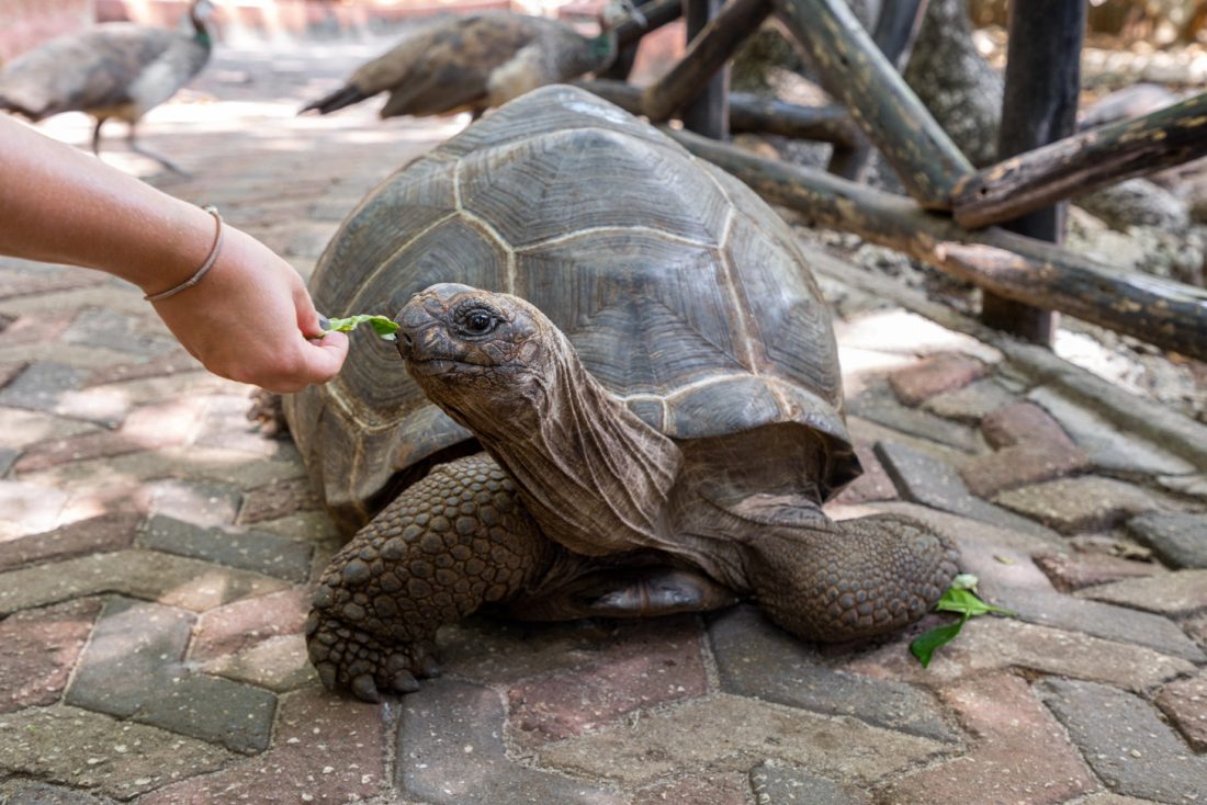 reuzenschildpad