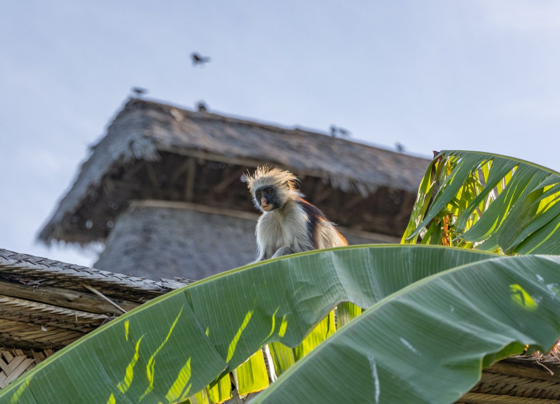 aap op Zanzibar