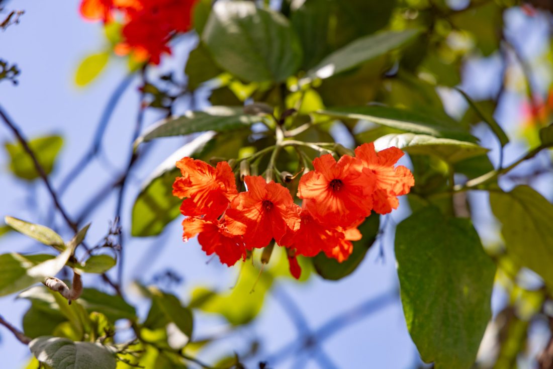 bloemen op Zanzibar